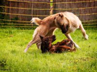 Körpersprache des Hundes (60 min online)