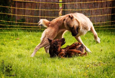 Körpersprache des Hundes (60 min online)