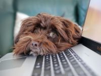 Online Seminar